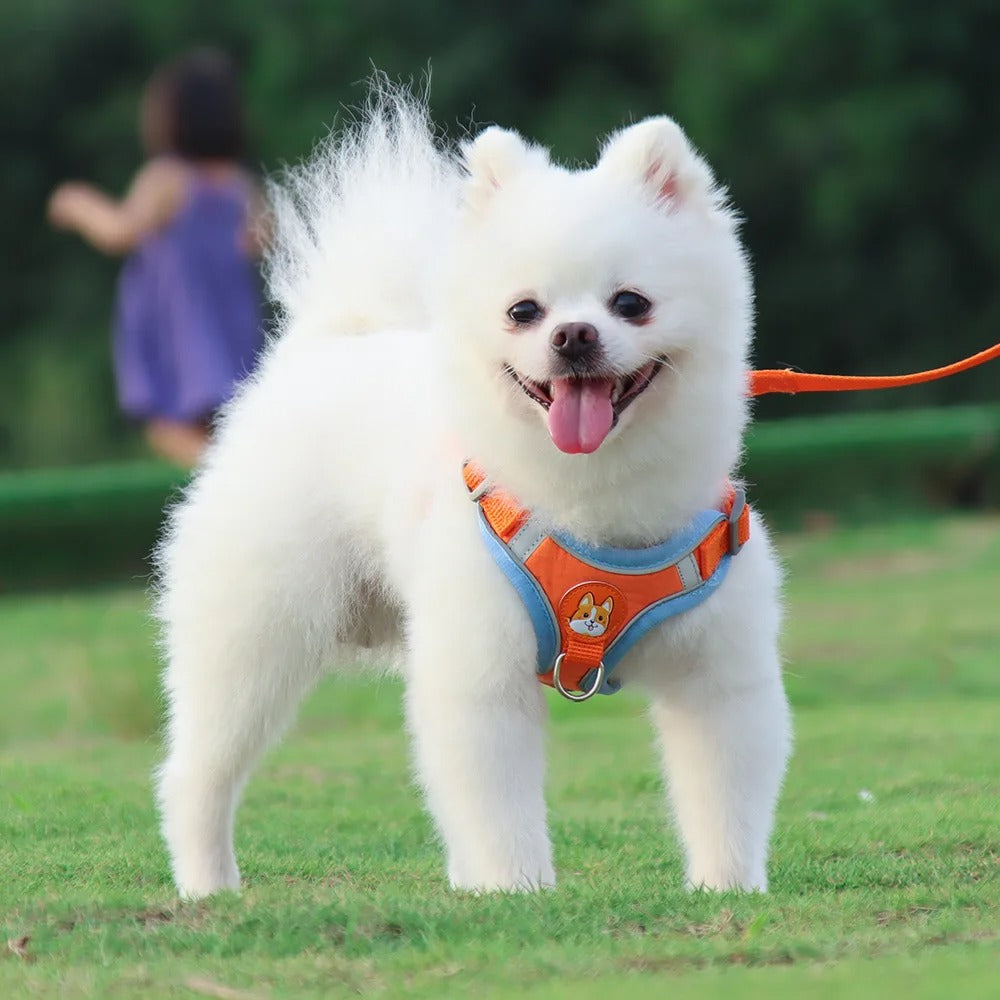 Kupingo™ Light-Up Harness